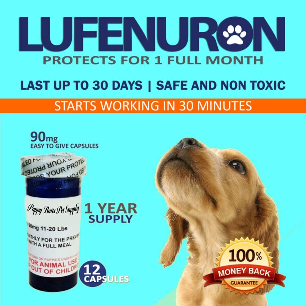 A dog sitting next to a bottle of pills.