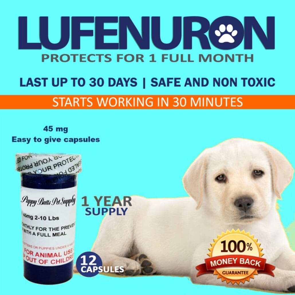 A dog sitting next to a bottle of pills.