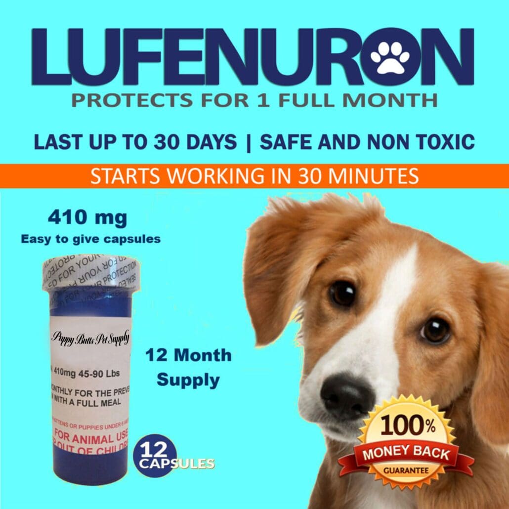 A dog sitting next to a bottle of pills.